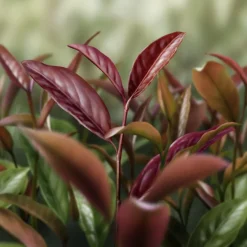 AQ MELIORITY INTENSIVE REGENERATING MULTI-CREAM 45ML