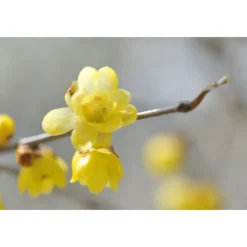 AQ MELIORITY INTENSIVE REGENERATING MULTI-CREAM 45ML