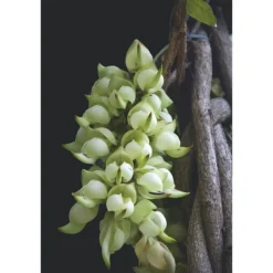 AQ MELIORITY INTENSIVE REGENERATING MULTI-CREAM 45ML