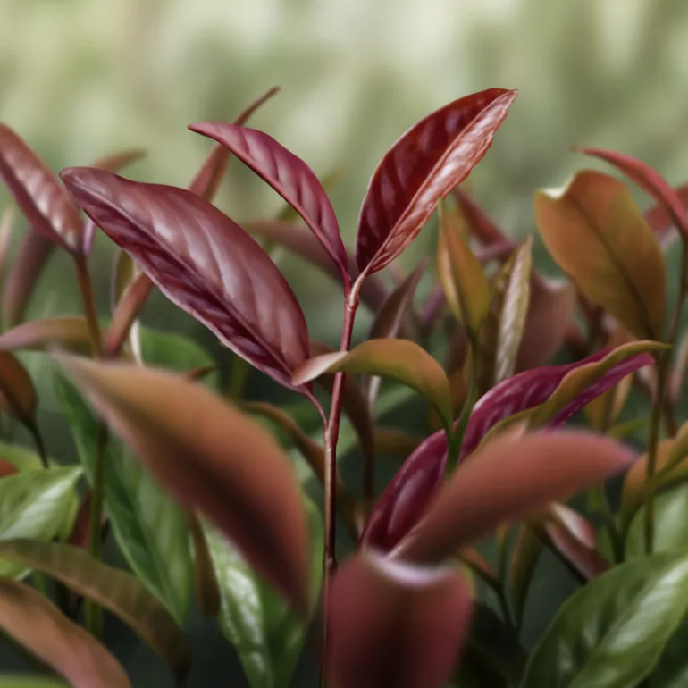 AQ MELIORITY RADIANCE REPAIR FOAMING FACE WASH 200 ML