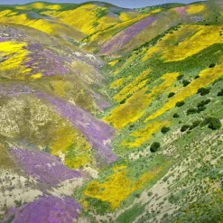 AQUA ALLEGORIA FLORABLOOM EAU DE TOILETTE