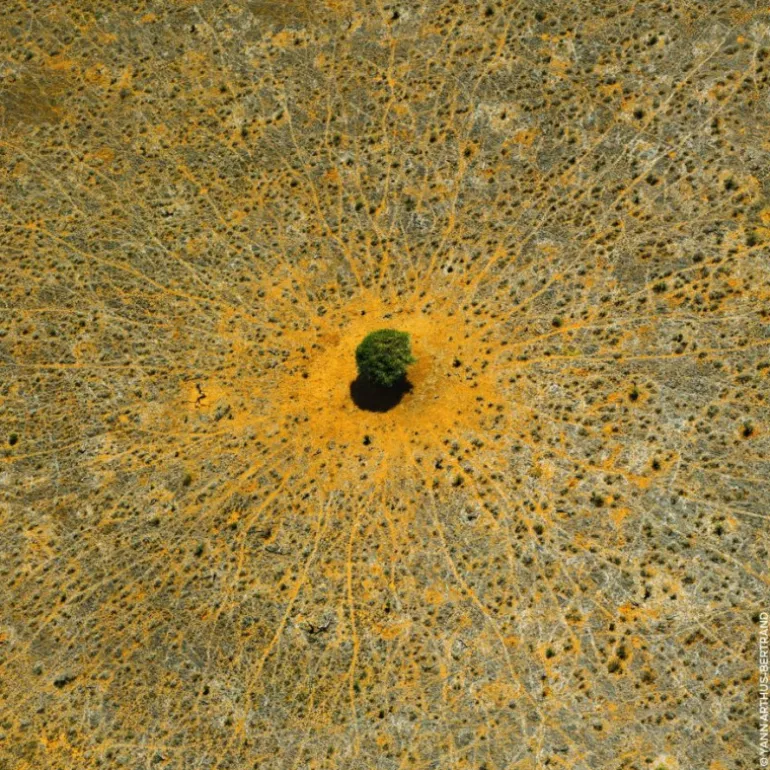 AQUA ALLEGORIA MANDARINE BASILIC EAU DE TOILETTE