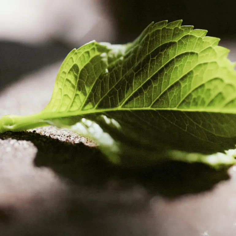 CHLOÉ NOMADE JASMIN NATURELLE INTENSE EAU DE PARFUM INTENSE