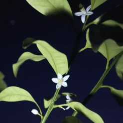 CHLOÉ NOMADE NUIT D'EGYPTE EAU DE PARFUM