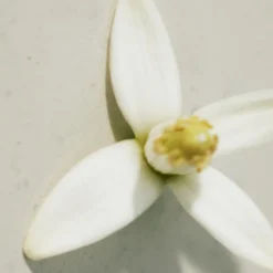 Chloé Rose Naturelle Eau de Parfum Vaporisateur