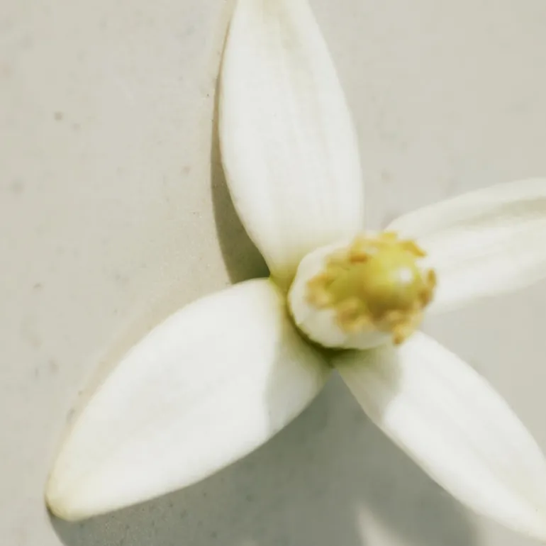 Chloé Rose Naturelle Eau de Parfum Vaporisateur