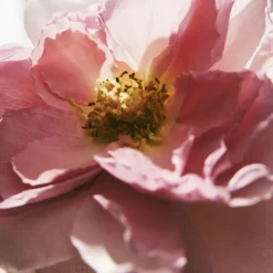 Chloé Rose Naturelle Eau de Parfum Vaporisateur