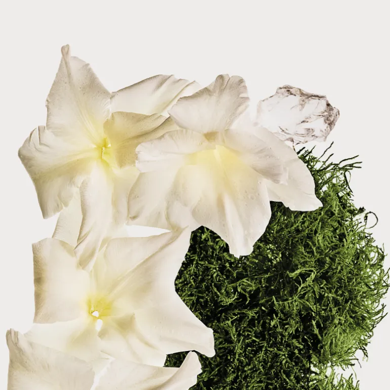 CK Cotton Musk Brume Parfumée pour le Corps et les Cheveux