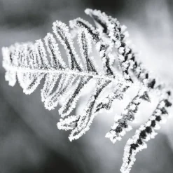 IN CONTRAST EDP VAPOURISATEUR