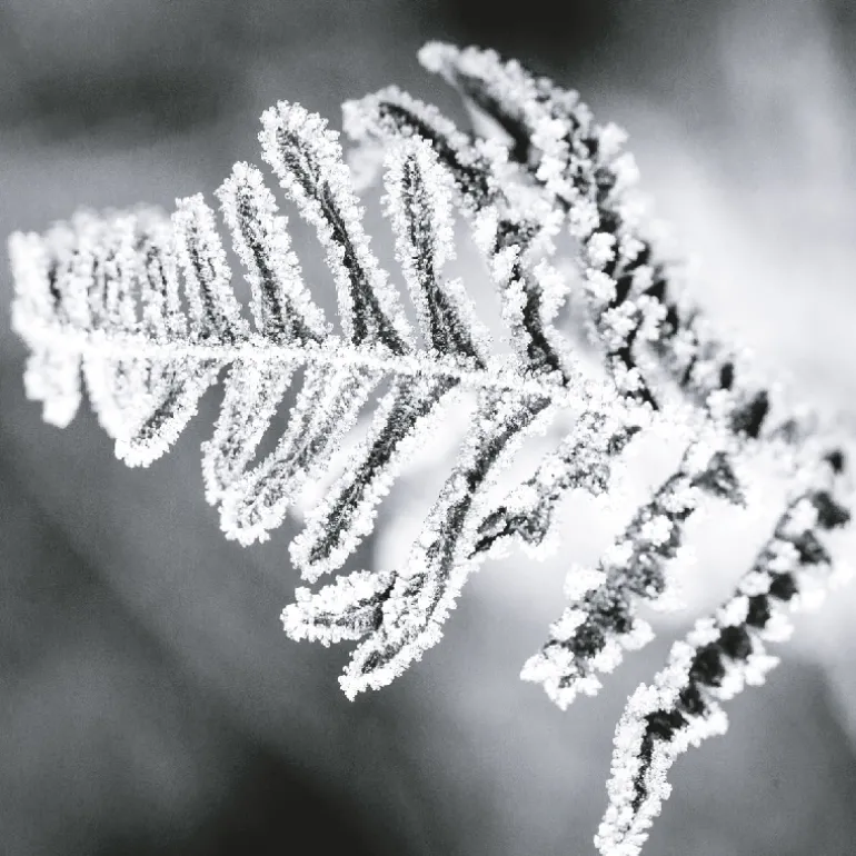 IN CONTRAST EDP VAPOURISATEUR