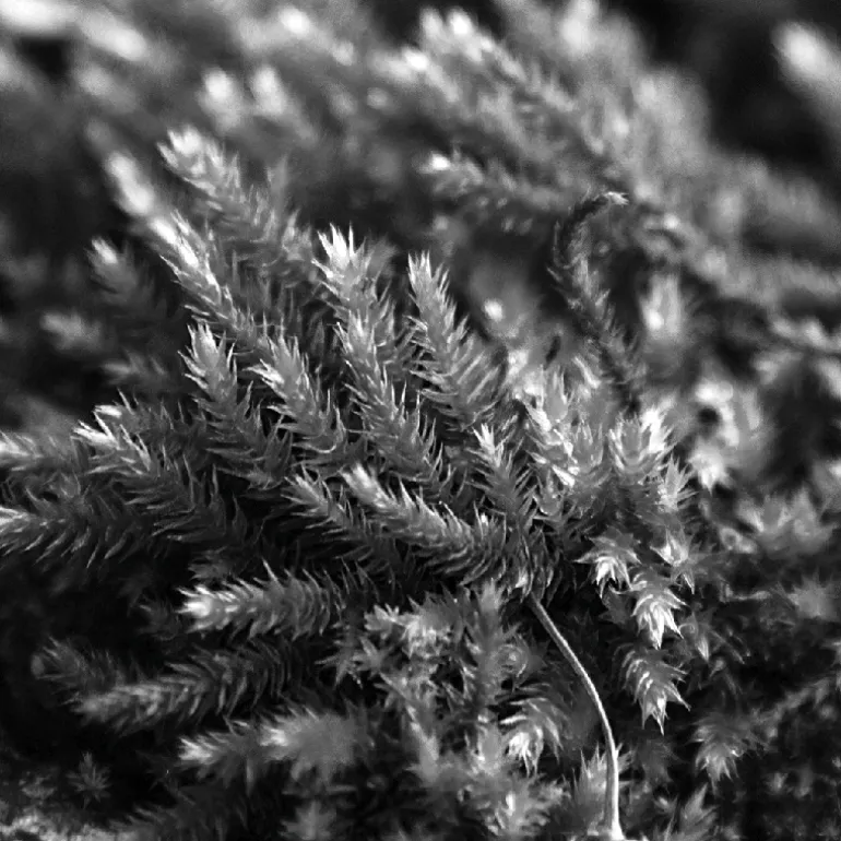 IN CRESCENDO EDP VAPOURISATEUR