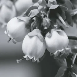 IN SYNC EDP VAPOURISATEUR