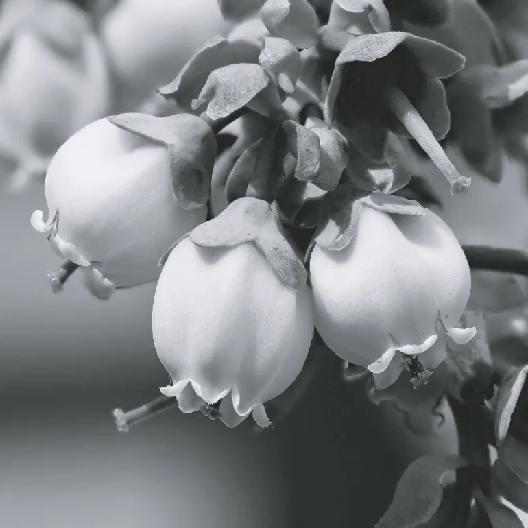 IN SYNC EDP VAPOURISATEUR