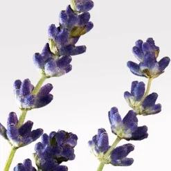 L.12.12 Eau Fraiche Man Eau De Toilette Vapourisateur