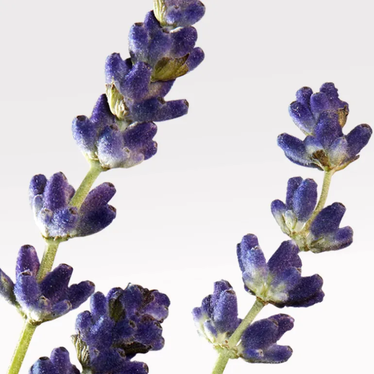 L.12.12 Eau Fraiche Man Eau De Toilette Vapourisateur