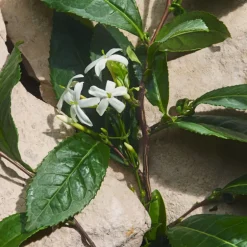 Light Blue Capri In Love Eau de Parfum Édition Limitée