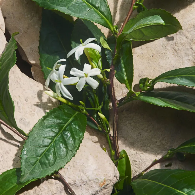 Light Blue Capri In Love Eau de Parfum Édition Limitée
