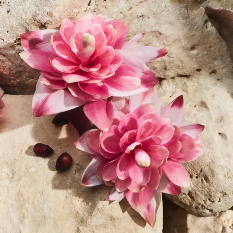 Light Blue Capri In Love Eau de Parfum Édition Limitée