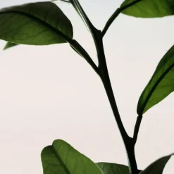 PETIT GRAIN DE SOLEIL DIFFUSER