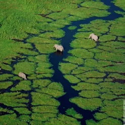AQUA ALLEGORIA Flora Salvaggia Eau de Toilette