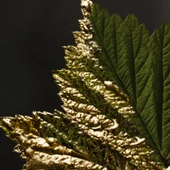 BOSS Bottled Absolu Parfum Intense pour Hommes