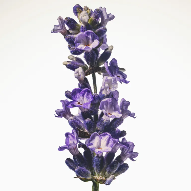 Burberry Goddess Eau de Parfum Intense pour Femme