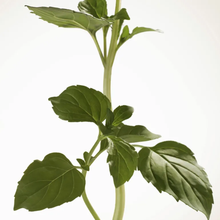 Burberry Goddess Eau de Parfum Intense pour Femme