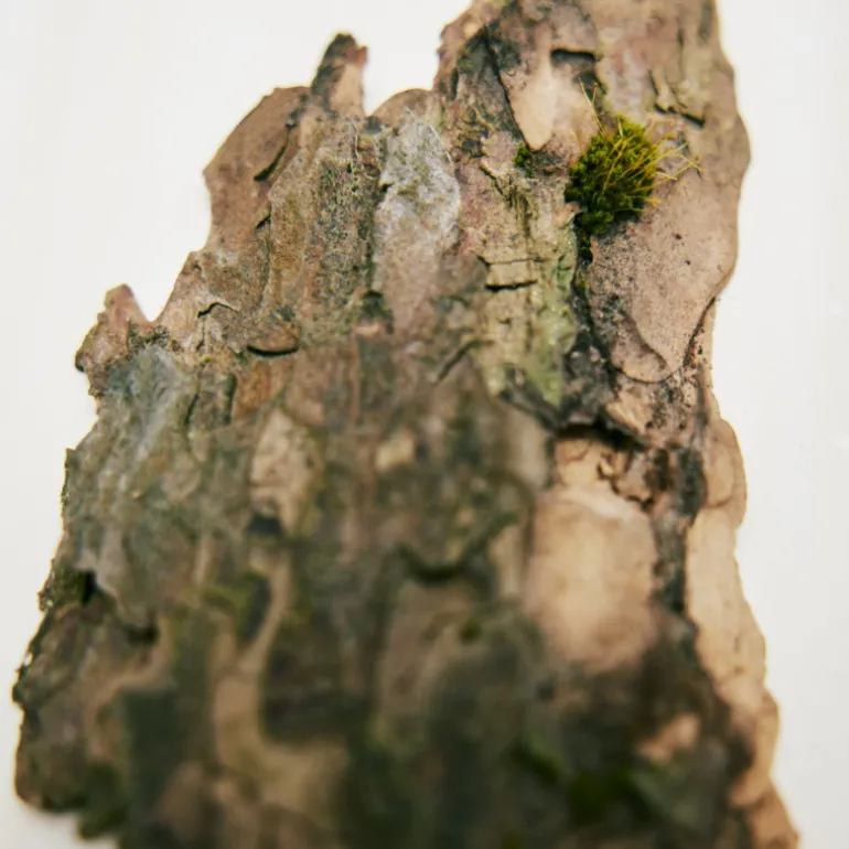 Chloé Rose Naturelle Eau de Parfum Vaporisateur