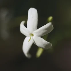 CHLOE NOMADE NATURELLE EDP VAPORIZATEUR