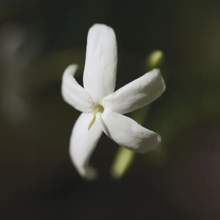 CHLOE NOMADE NATURELLE EDP VAPORIZATEUR