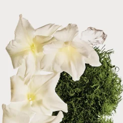 CK Cotton Musk Brume Parfumée pour le Corps et les Cheveux