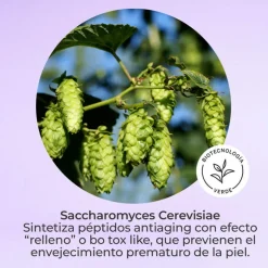 COFFRET SEGLE RESTAURA