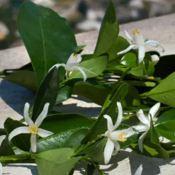 DEVOTION EAU DE PARFUM