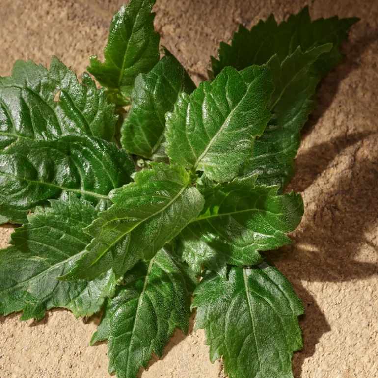 Devotion Pour Homme Eau de Parfum