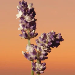 Eternity Intense Men EDP Vaporisateur