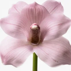 Euphoria Eau De Toilette Vapourisateur