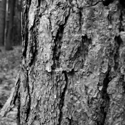 IN GEAR EDP VAPOURISATEUR