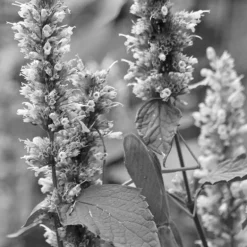 IN TUNE EDP VAPOURISATEUR