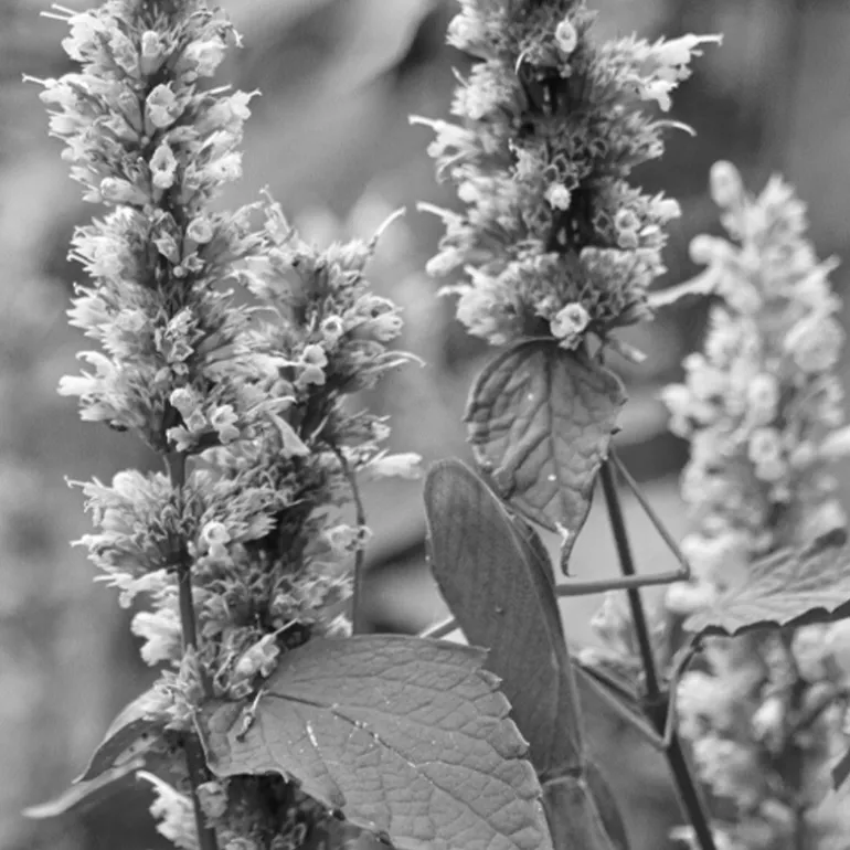 IN TUNE EDP VAPOURISATEUR