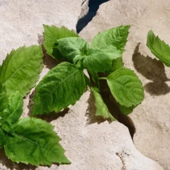 Light Blue Pour Homme Capri In Love Eau de Parfum Édition Limitée