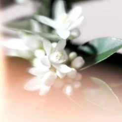 NEROLI RIVIERA DIFFUSER