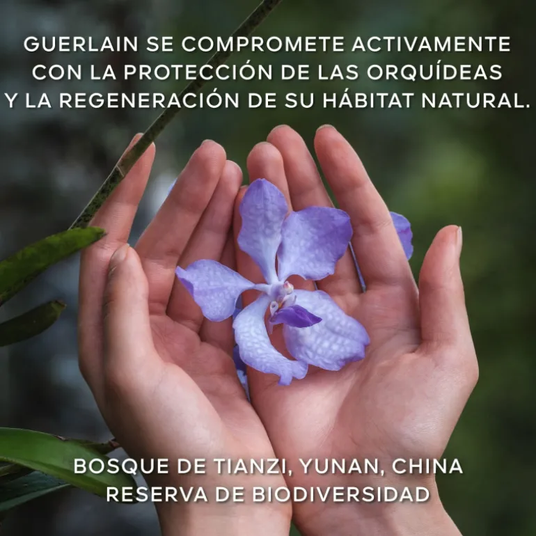 Orchidée Impériale La Crème Riche Longévité